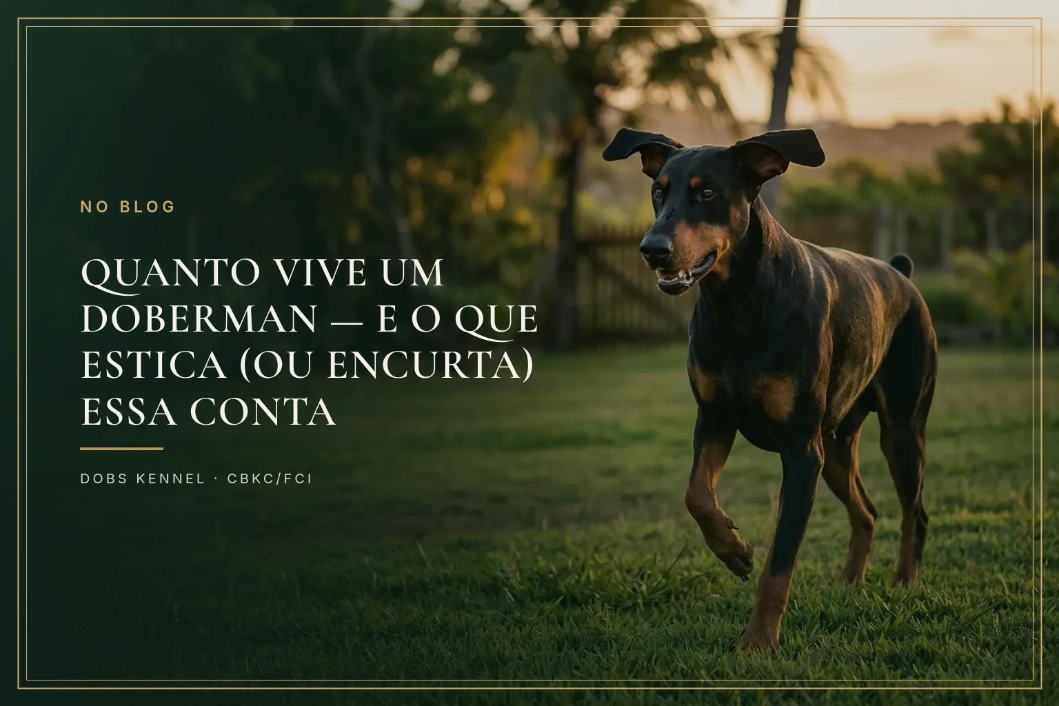 Doberman adulto saudável de orelha natural correndo em campo aberto, vitalidade e músculos à mostra
