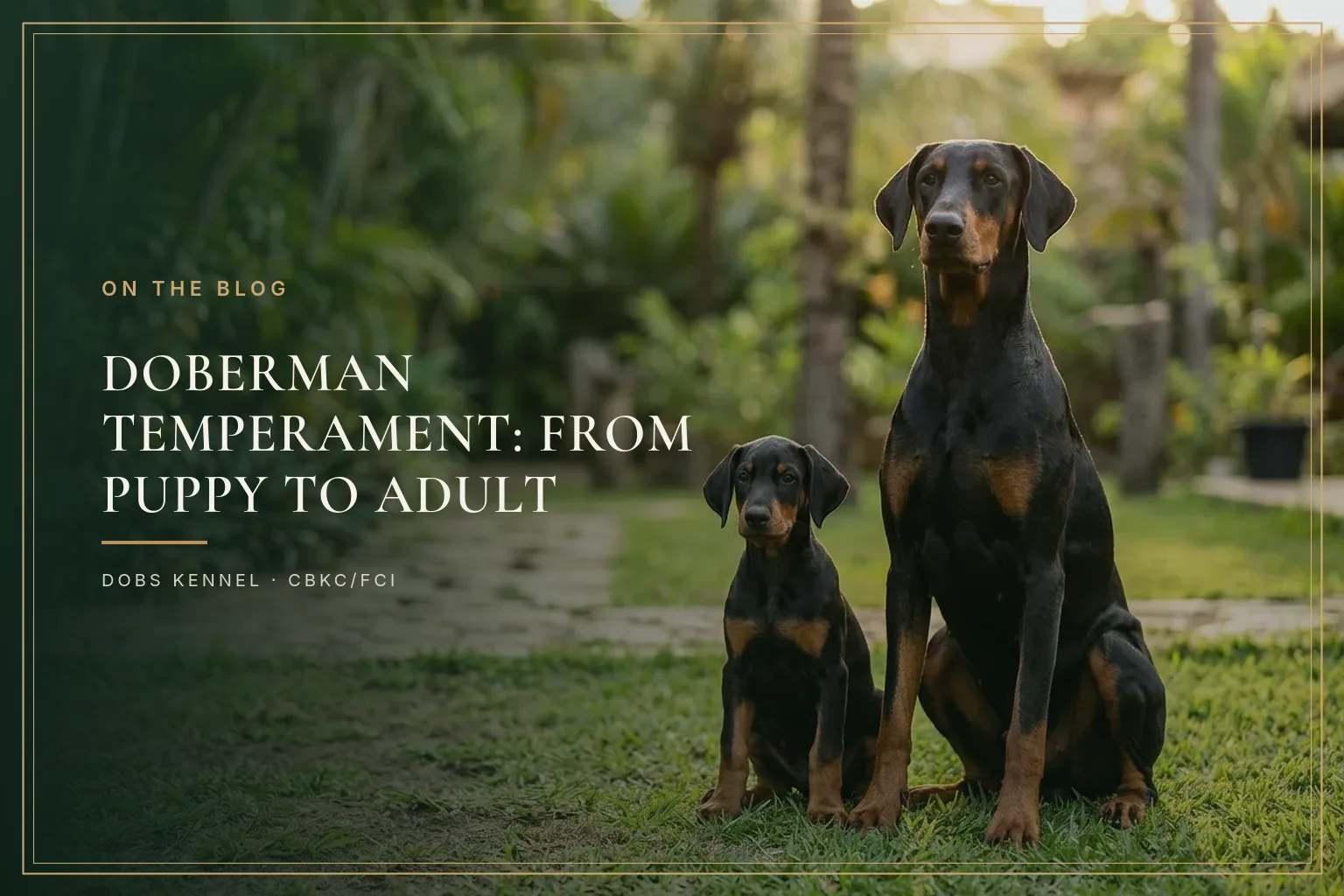 PUPPY TO ADULT — REAL TEMPERAMENT