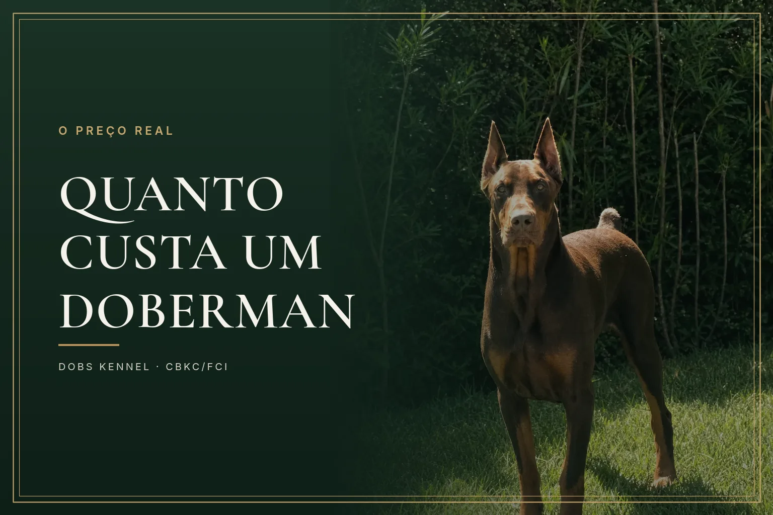 Doberman marrom sentado, capa do guia sobre quanto custa um Doberman do canil Dobs Kennel