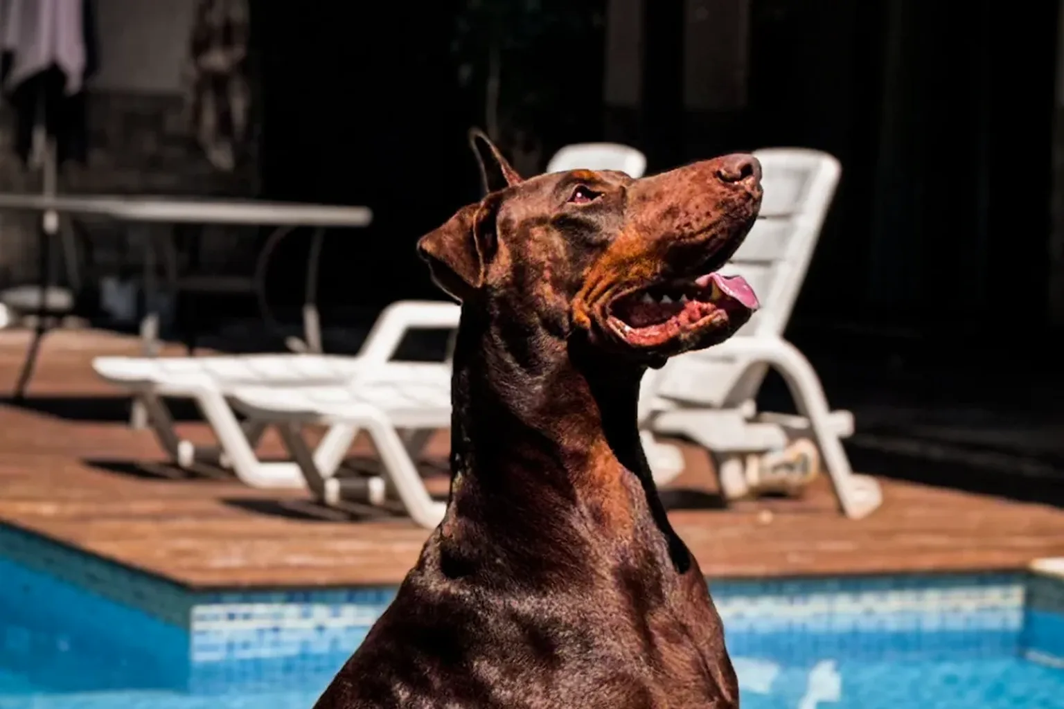 Doberman marrom adulto de boca aberta ao sol, mostrando o tom chocolate da pelagem, no canil Dobs Kennel