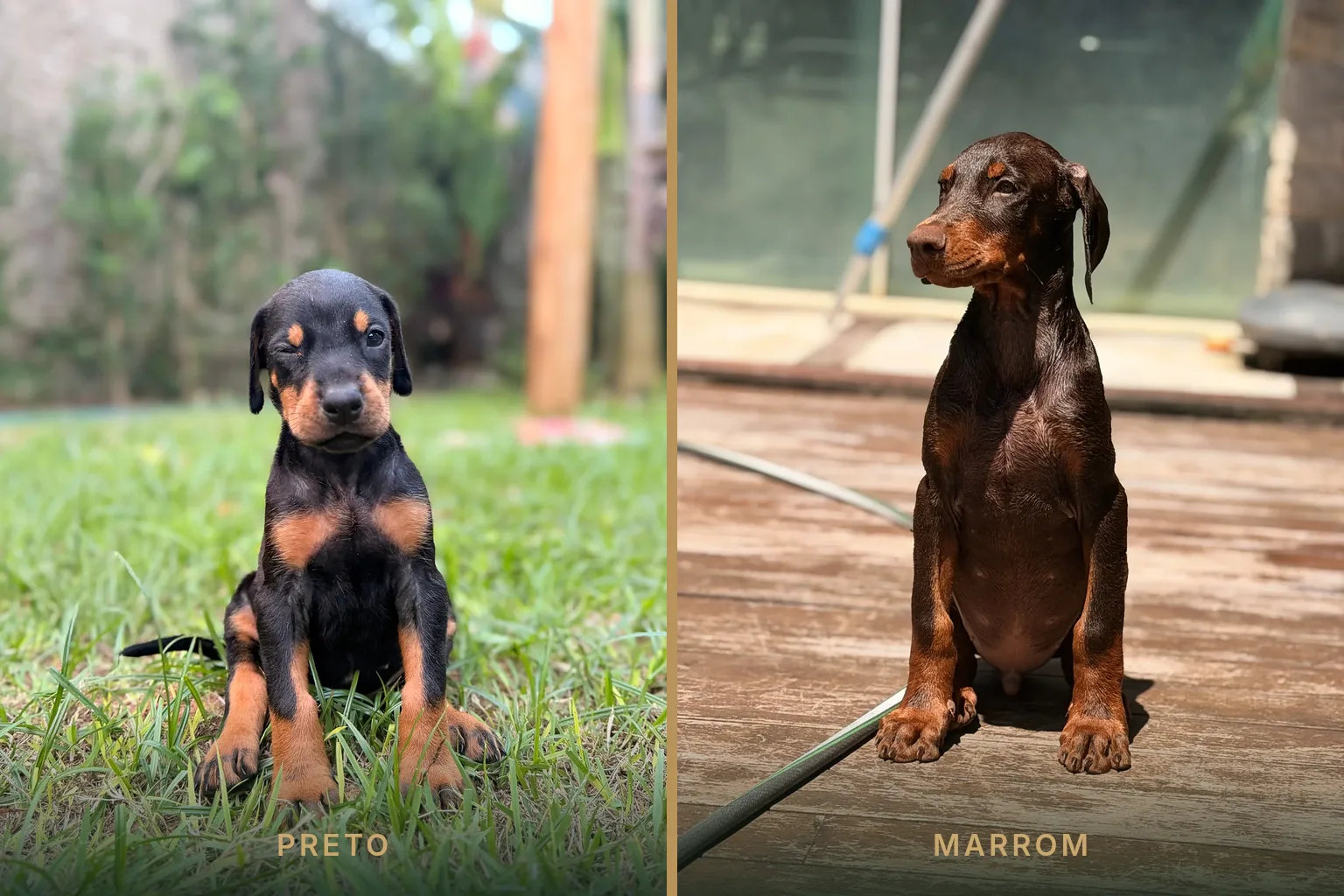 Filhote de Doberman preto e castanho ao lado de um filhote marrom e castanho, mostrando a diferença apenas de cor