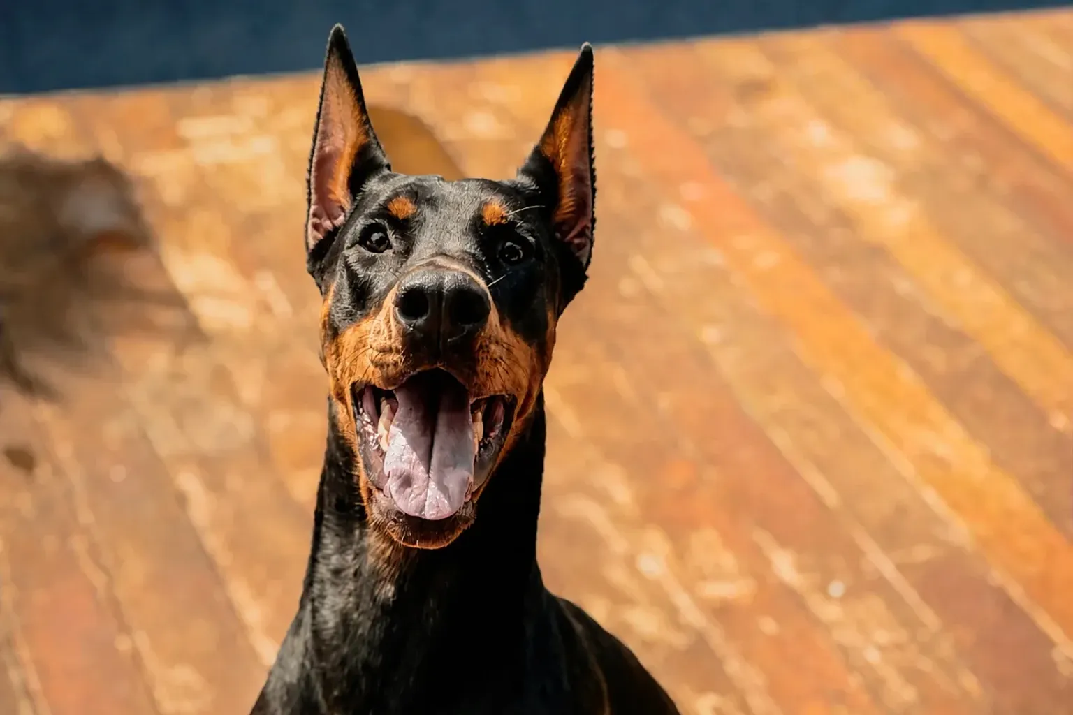 Doberman adulto preto e castanho no deck do canil Dobs Kennel, de boca aberta e relaxado
