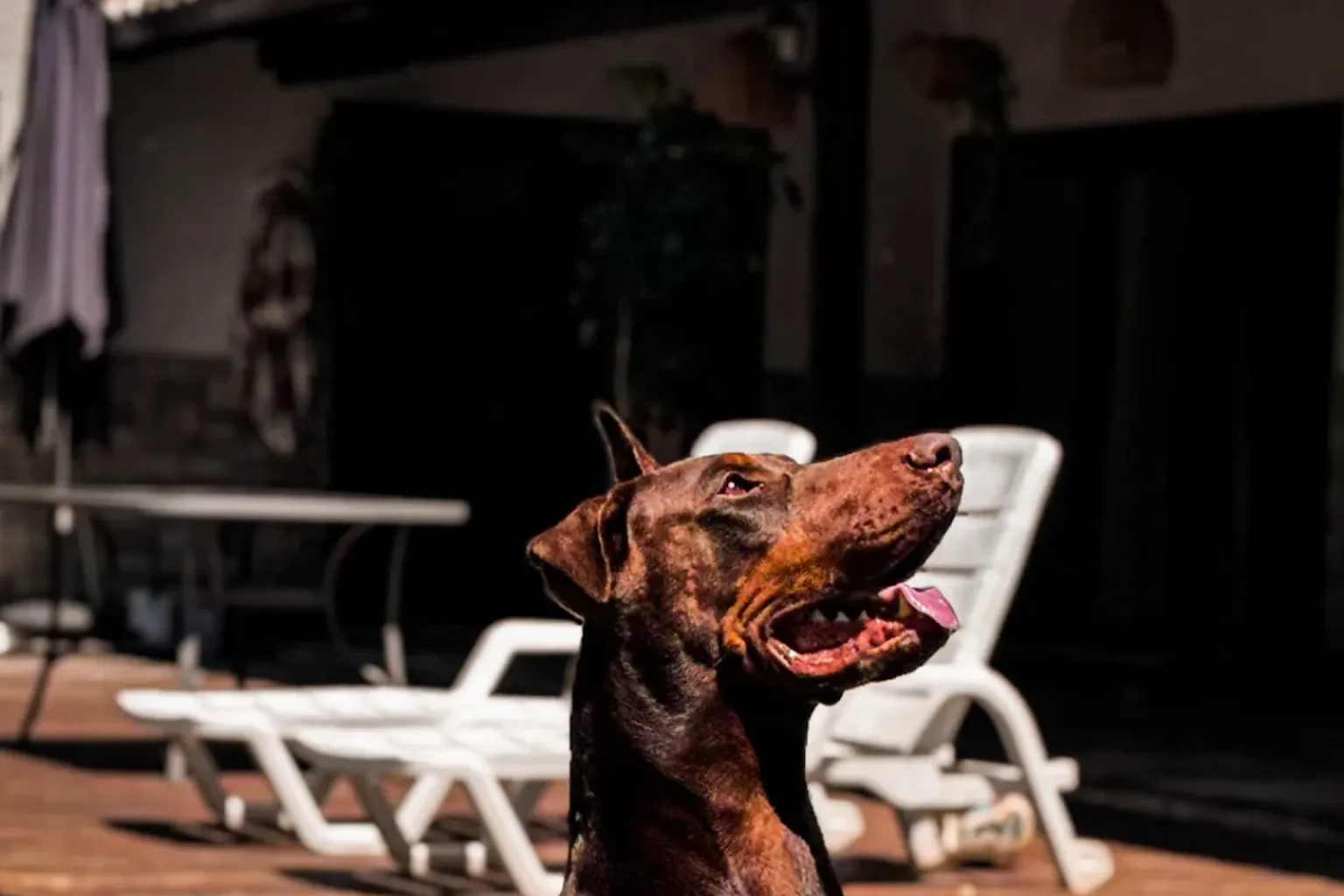 Doberman marrom adulto sentado na área externa do canil Dobs Kennel, ao lado da piscina