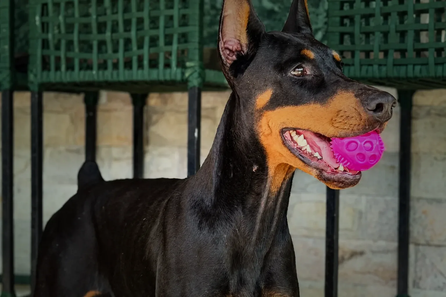 Doberman preto e castanho adulto segurando uma bola de brinquedo no canil Dobs Kennel