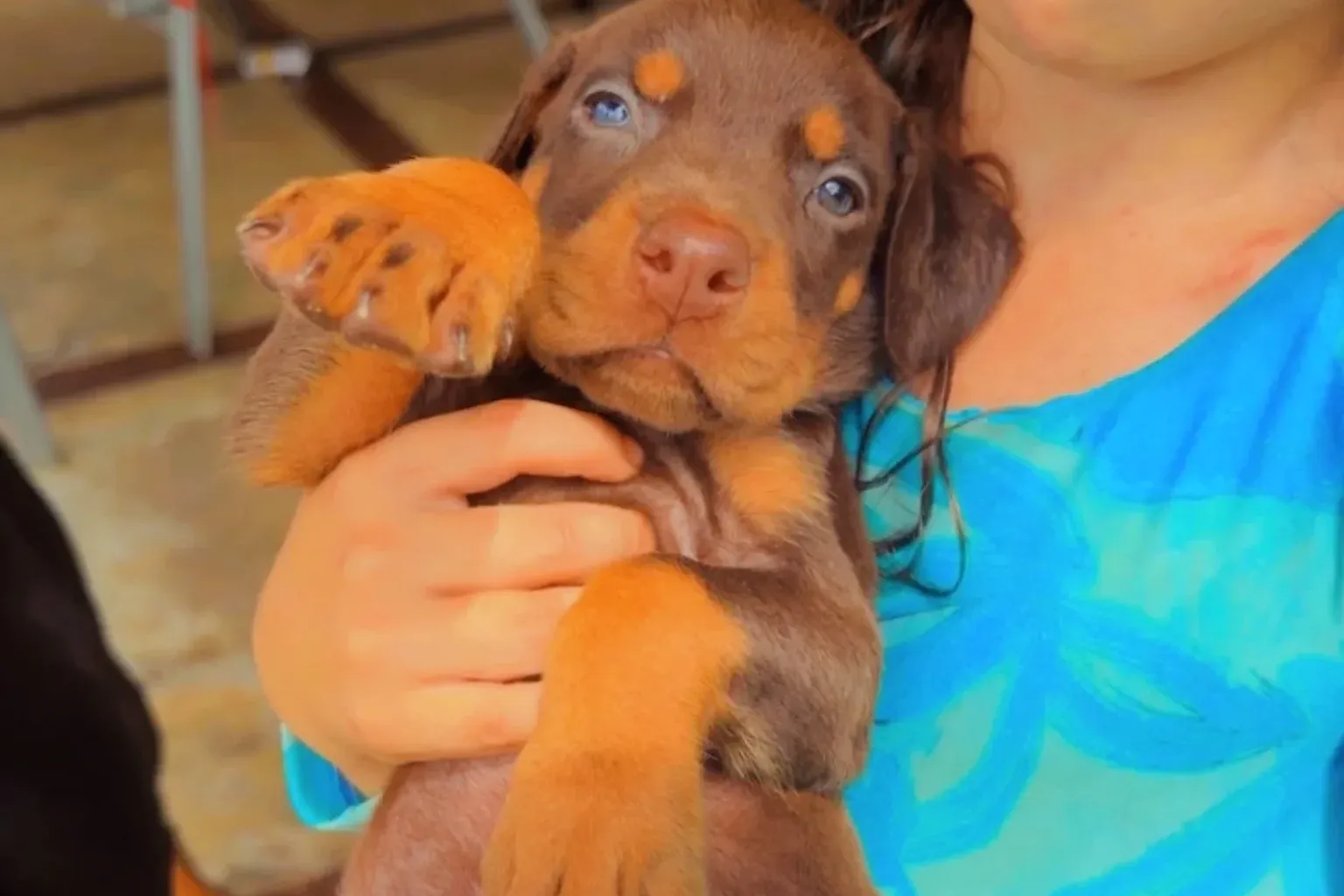 Filhote de Doberman marrom no colo, sendo apresentado com calma no canil Dobs Kennel
