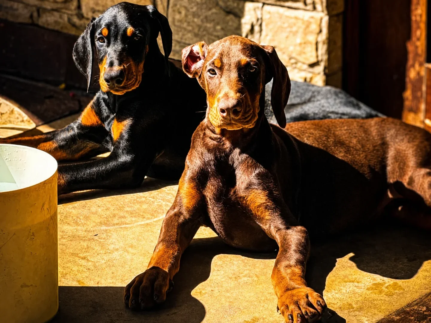 Two Dobermann puppies, one black and rust and one brown, lying side by side in the sun next to a stone wall