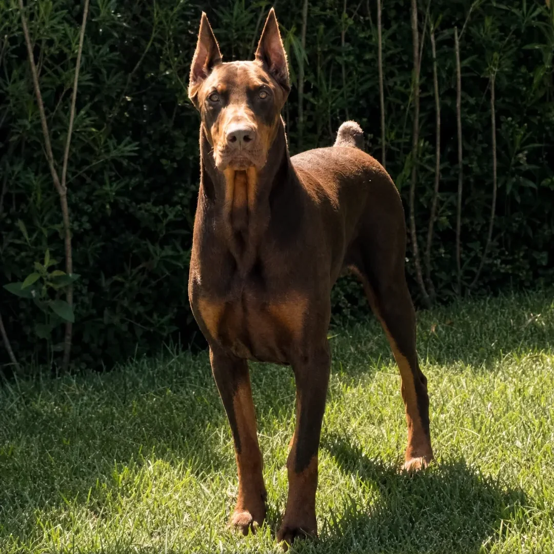 A brown Dobermann with cropped ears standing on the grass, looking at the camera
