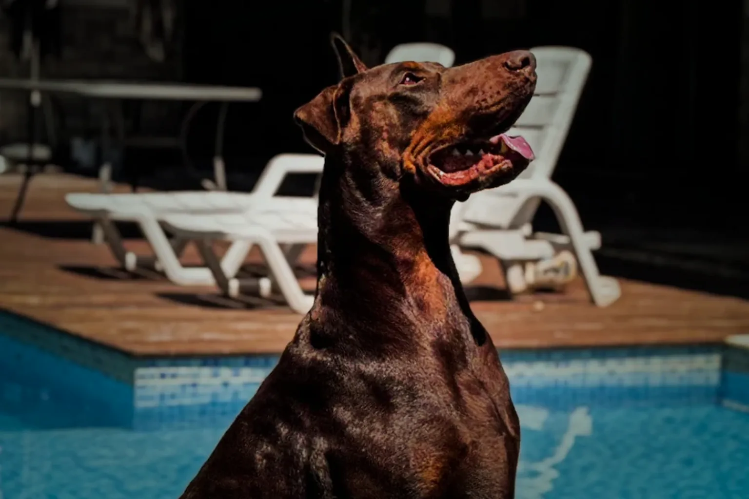 Doberman marrom adulto sentado à beira da piscina do canil Dobs Kennel, de boca aberta e relaxado