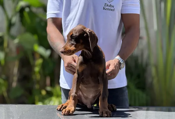 Ades Dobs Kennel