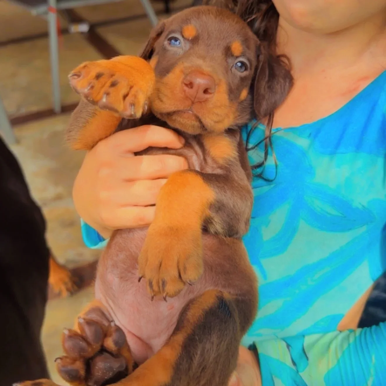 Filhote de doberman marrom sendo segurado no colo