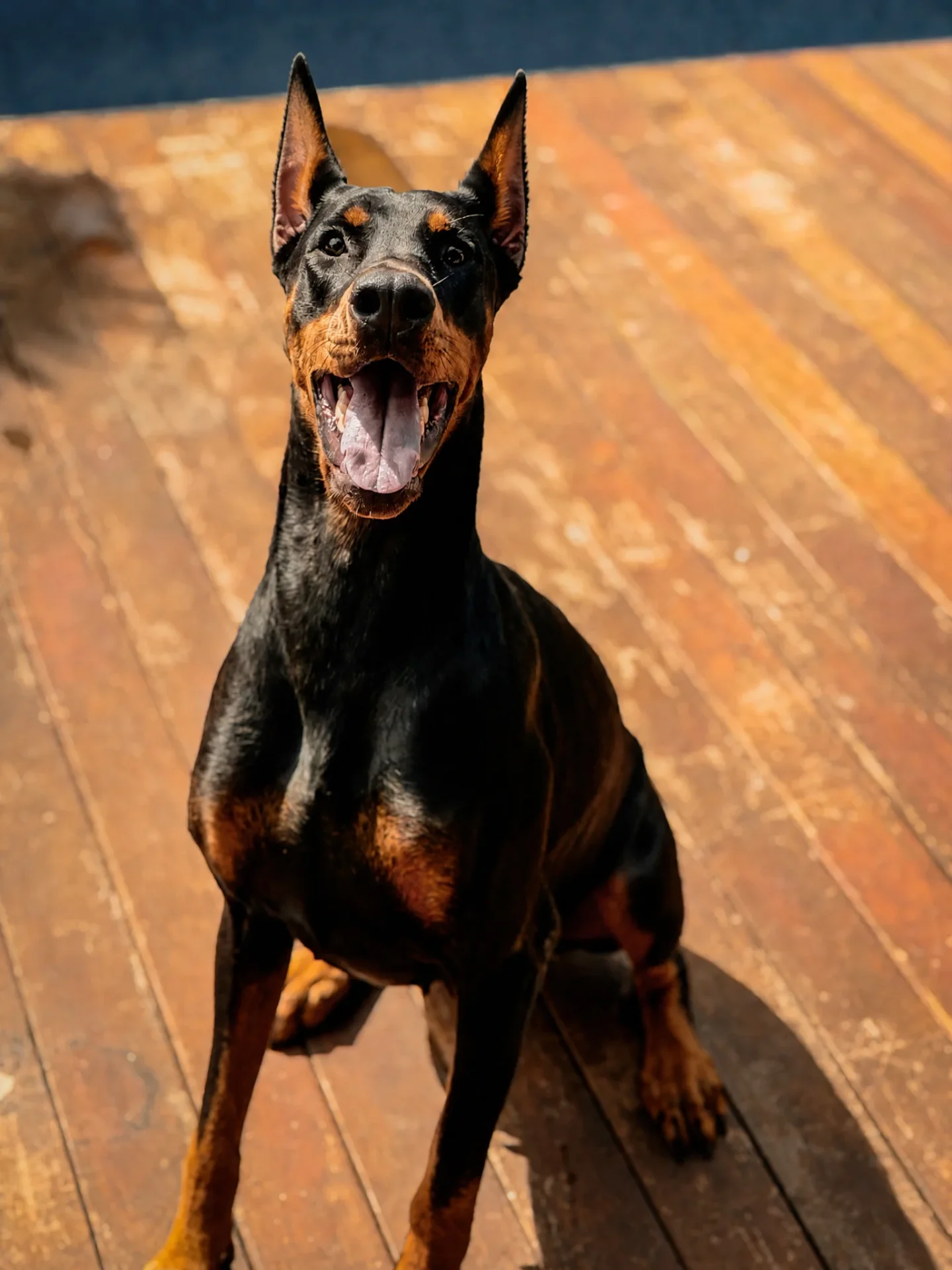 Doberman Kira sentada no deck