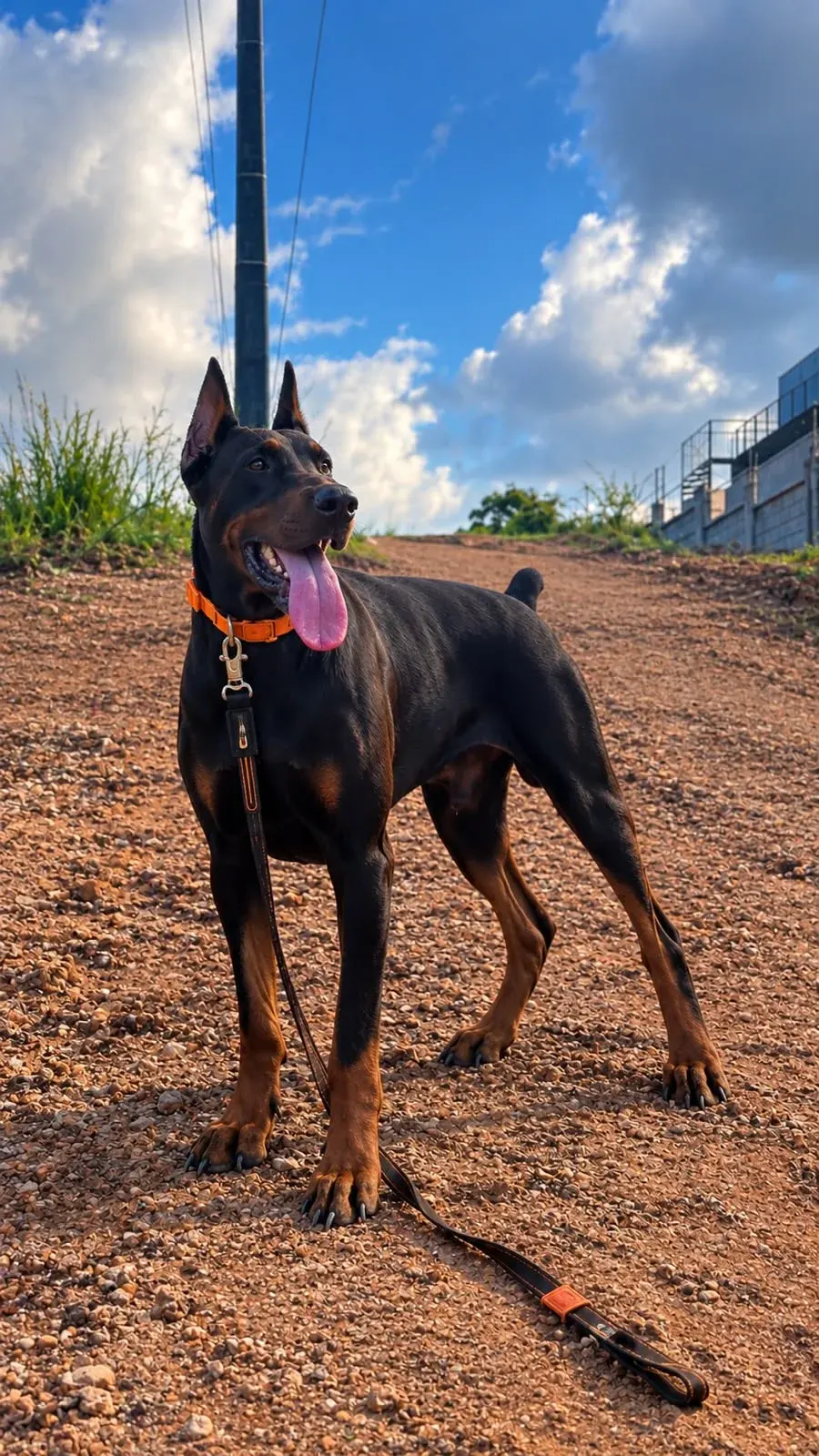 Tauros Doberman passeando na rua