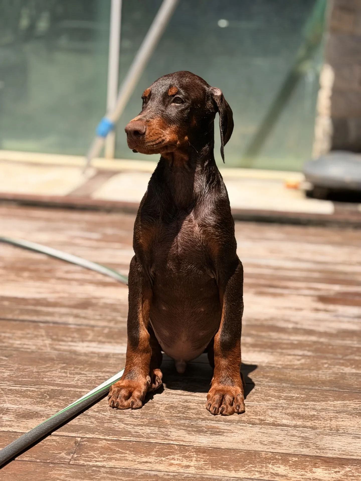 Filhote de doberman marrom sentado