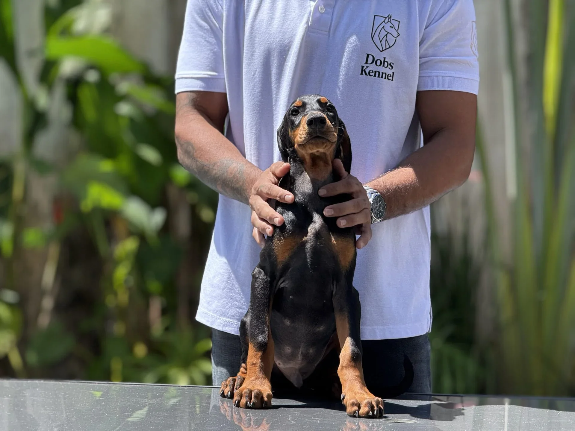 Filhote de Doberman Adonis Dobs Kennel