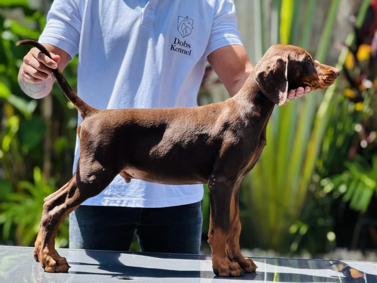 Draco Doobs Kennel — foto 16