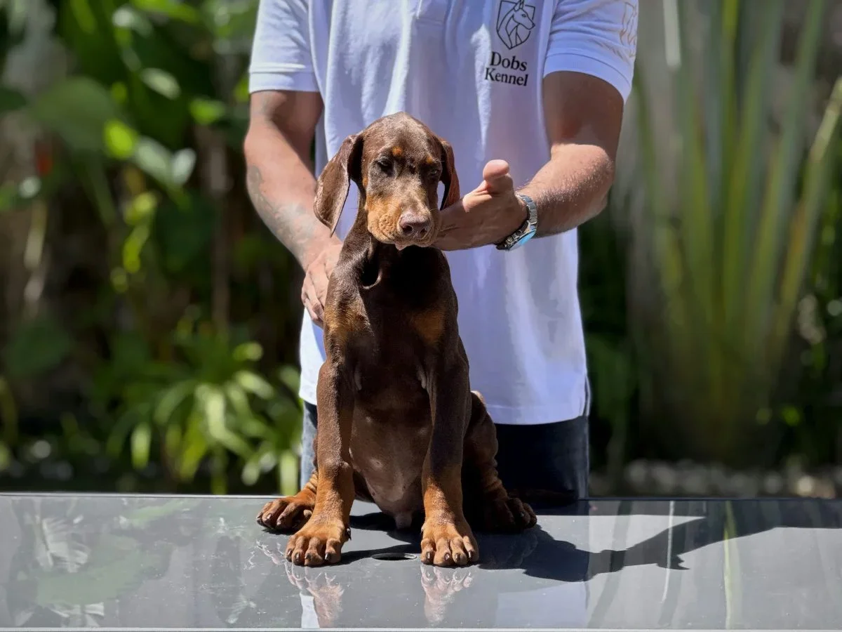 Kratos Dobs Kennel — foto 6