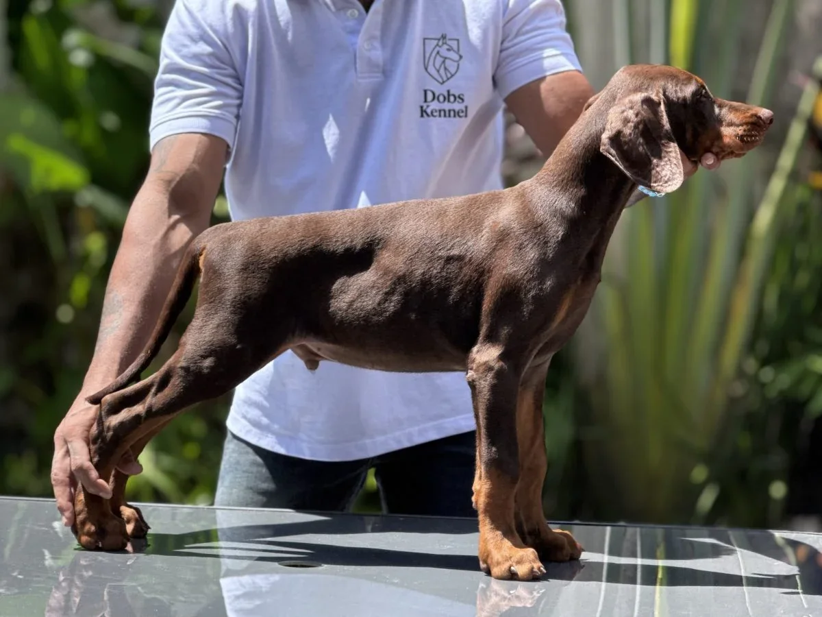 Draco Doobs Kennel — foto 13