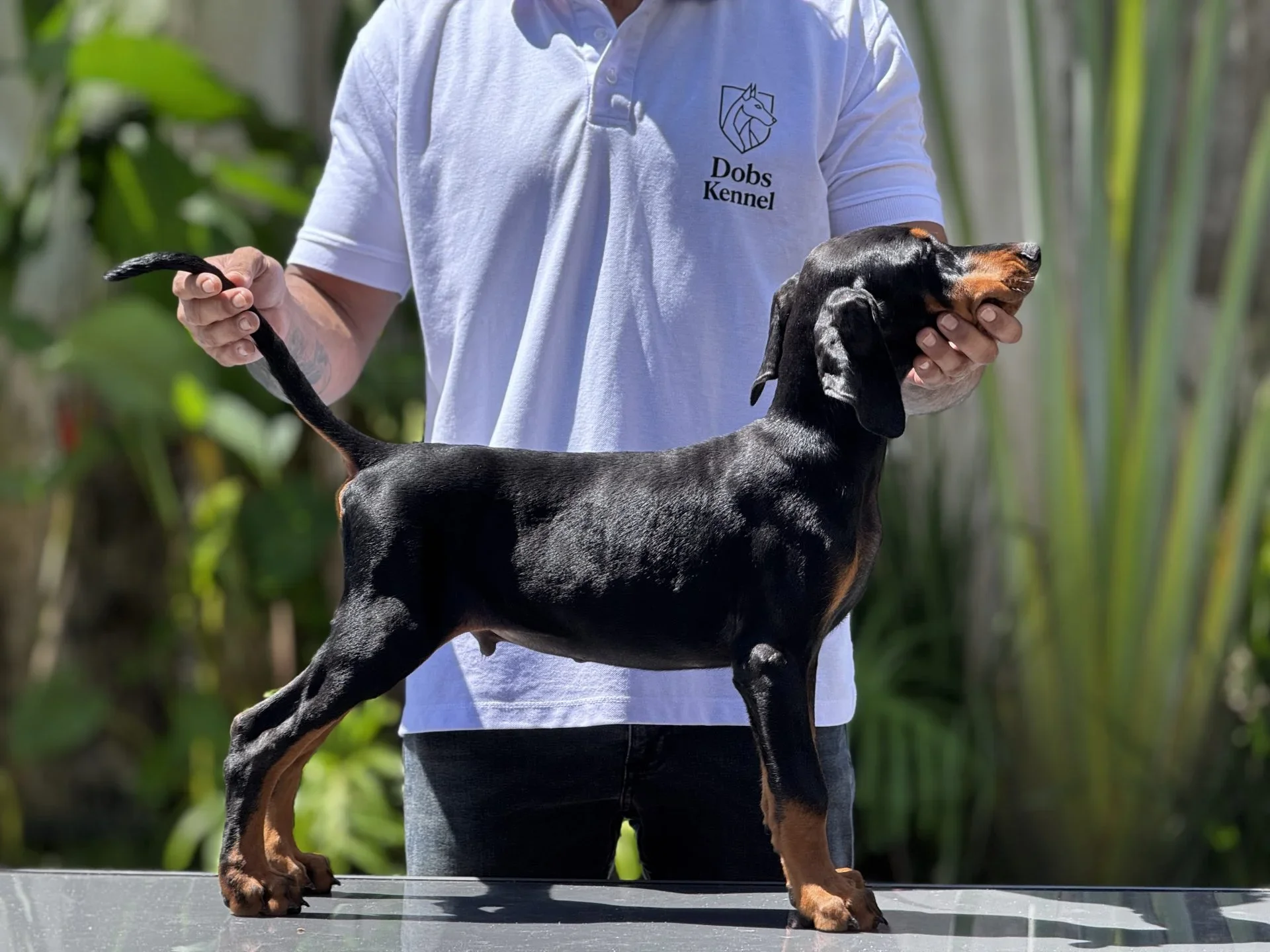 Adonis Dobs Kennel — foto 10