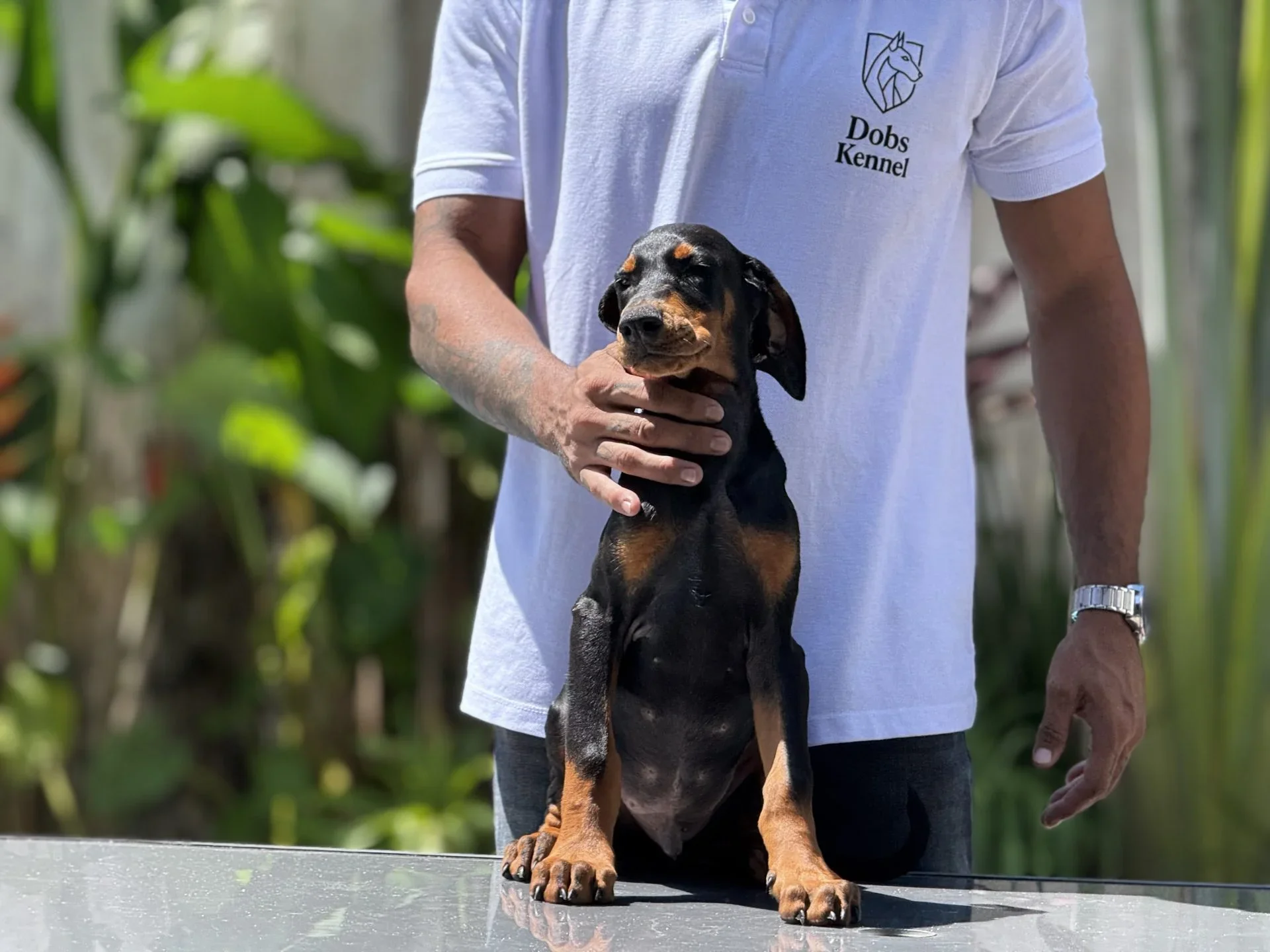Adonis Dobs Kennel — foto 4