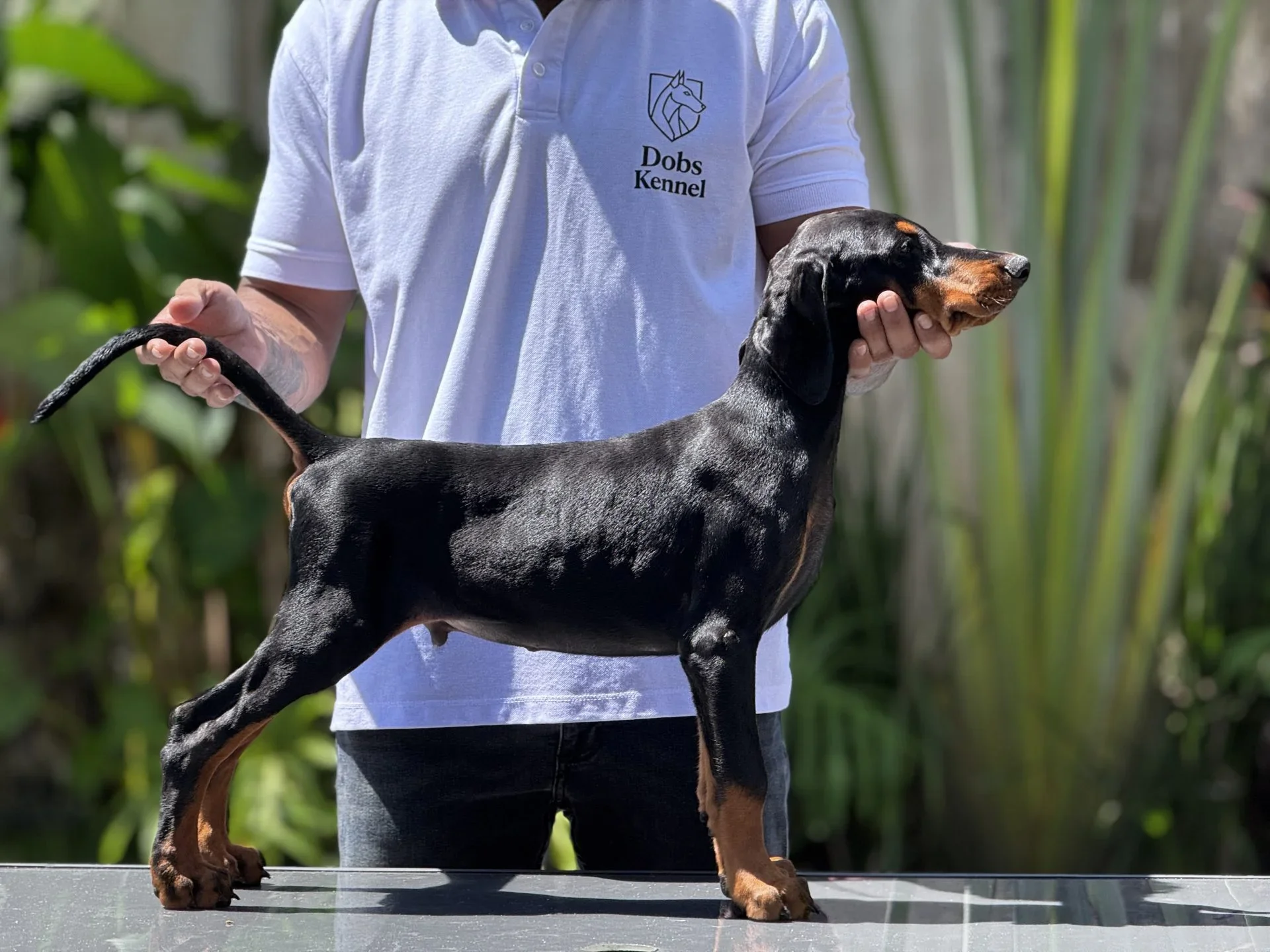 Adonis Dobs Kennel — foto 9