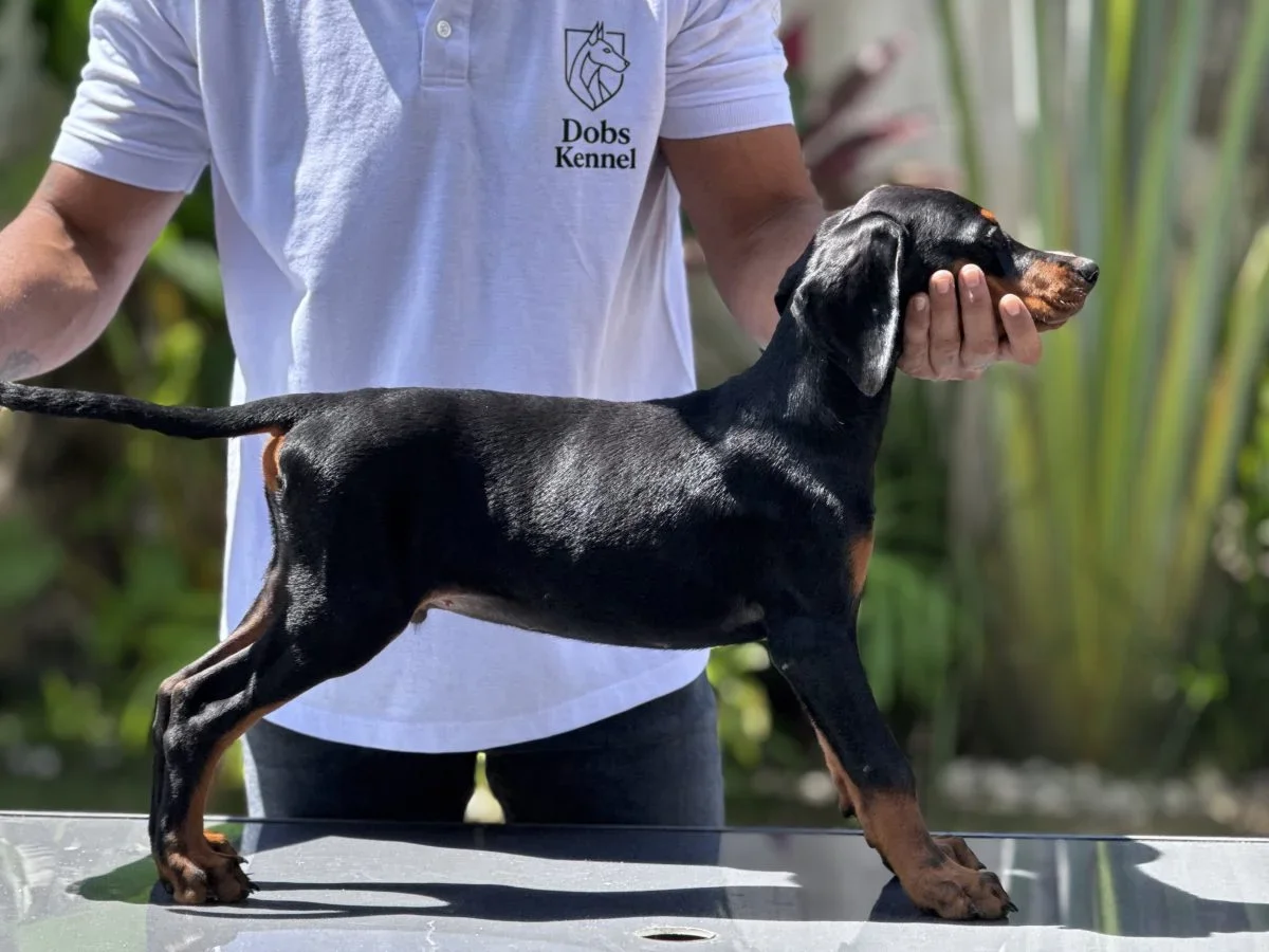 Klelp Doobs Kennel — foto 4