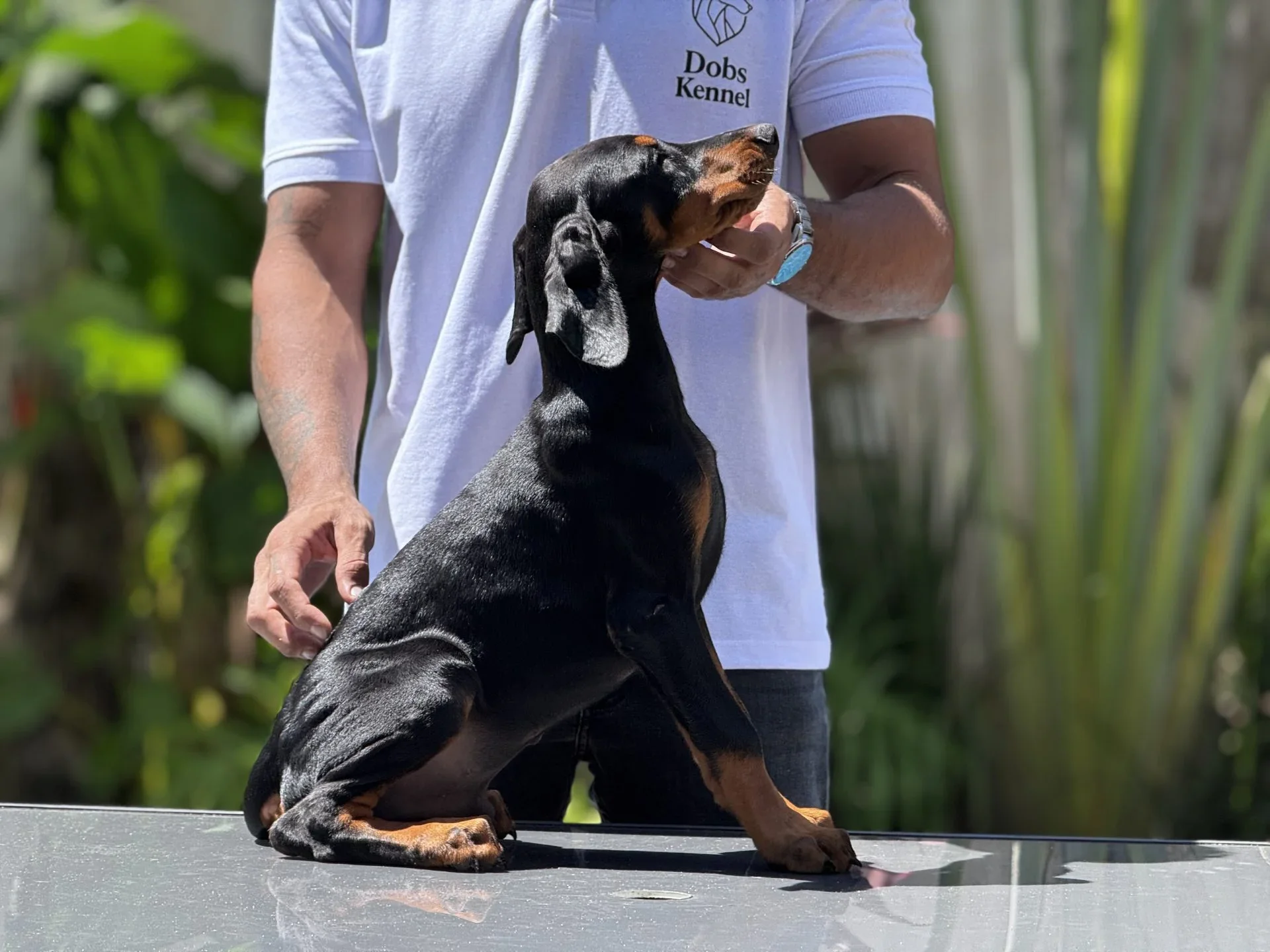 Adonis Dobs Kennel — foto 5