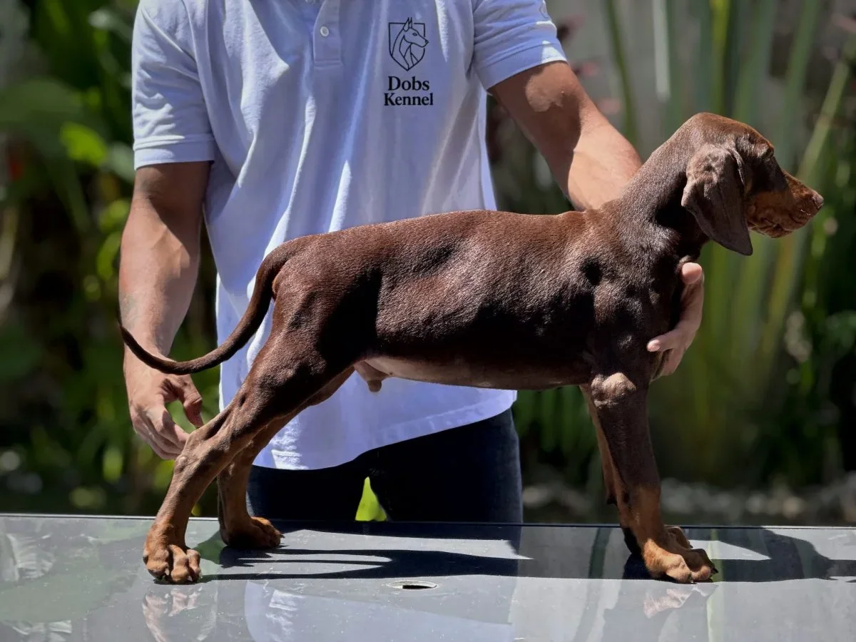 Kratos Dobs Kennel — foto 8