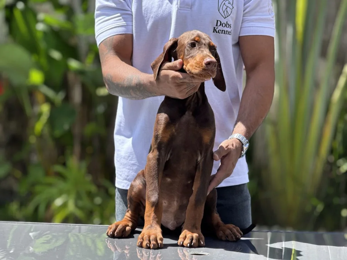 Filhote de Doberman Draco Doobs Kennel