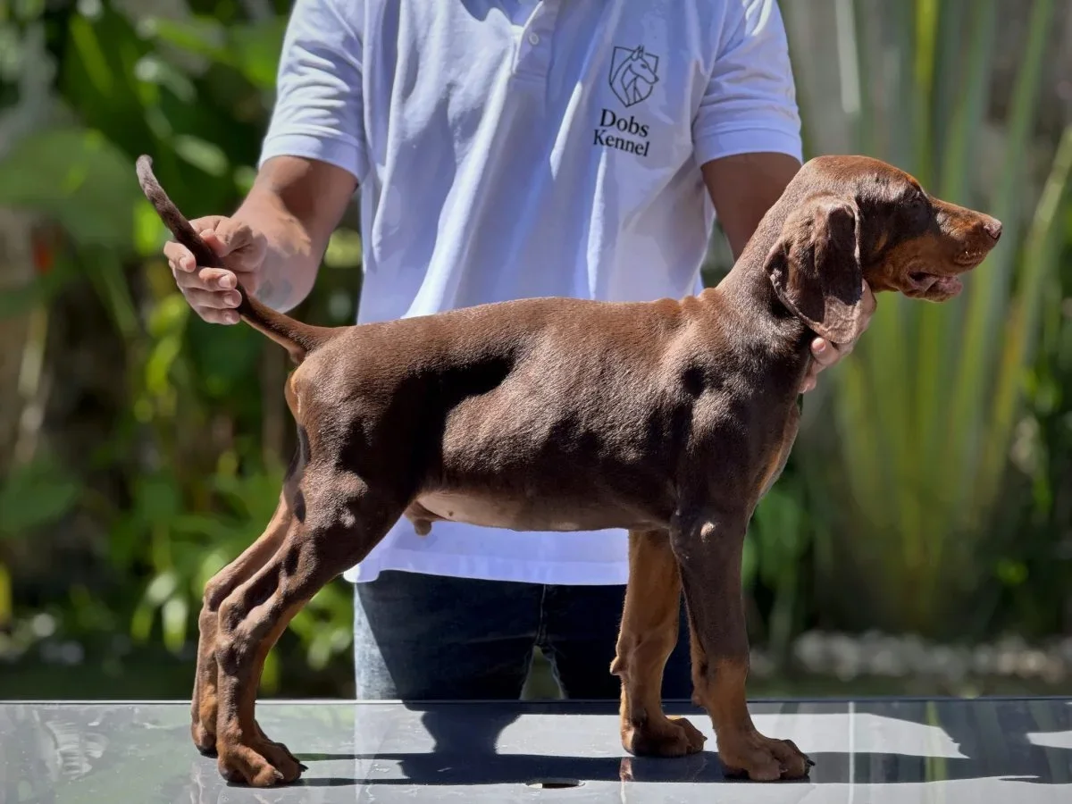 Kratos Dobs Kennel — foto 7