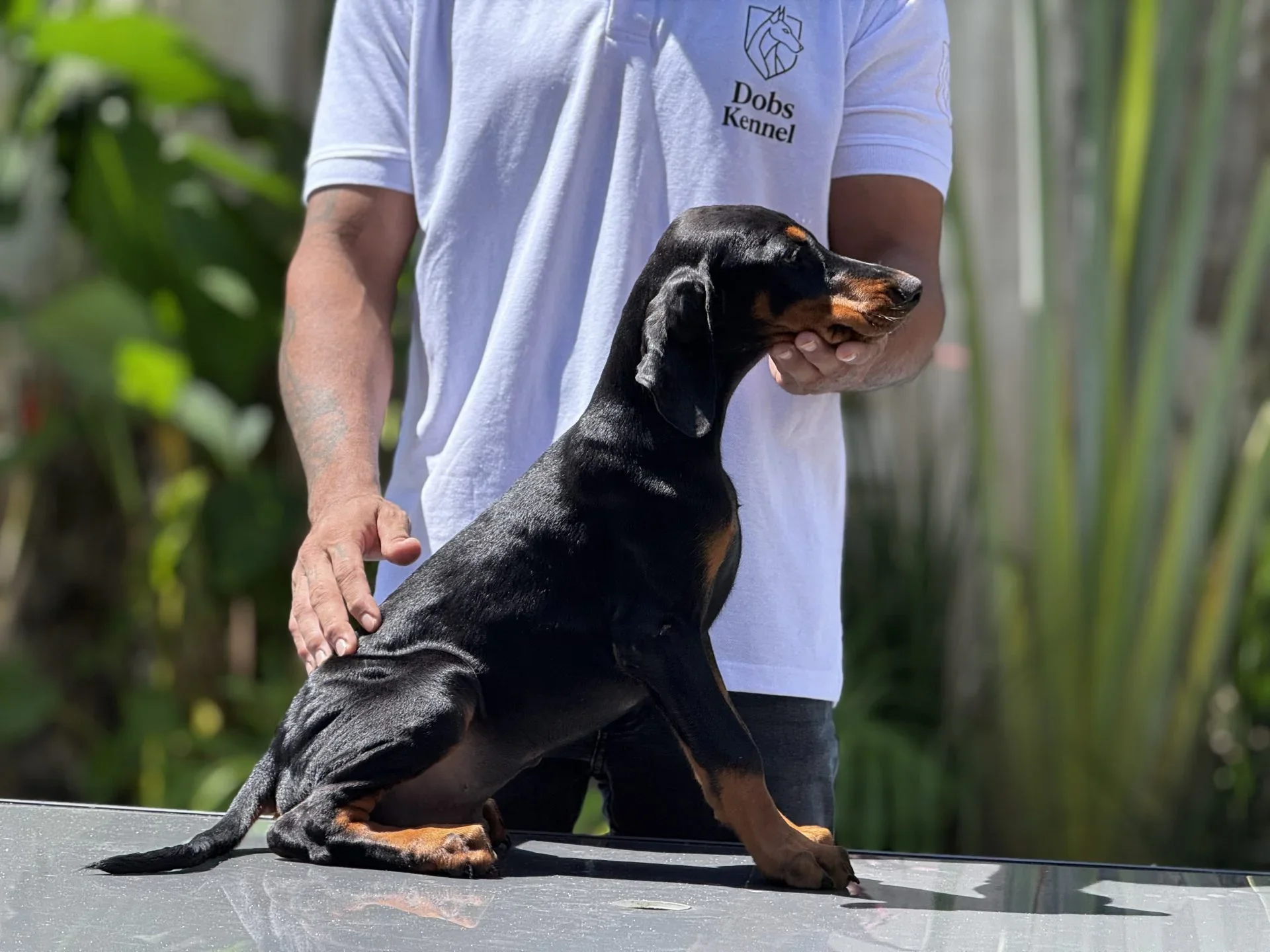 Adonis Dobs Kennel — foto 6