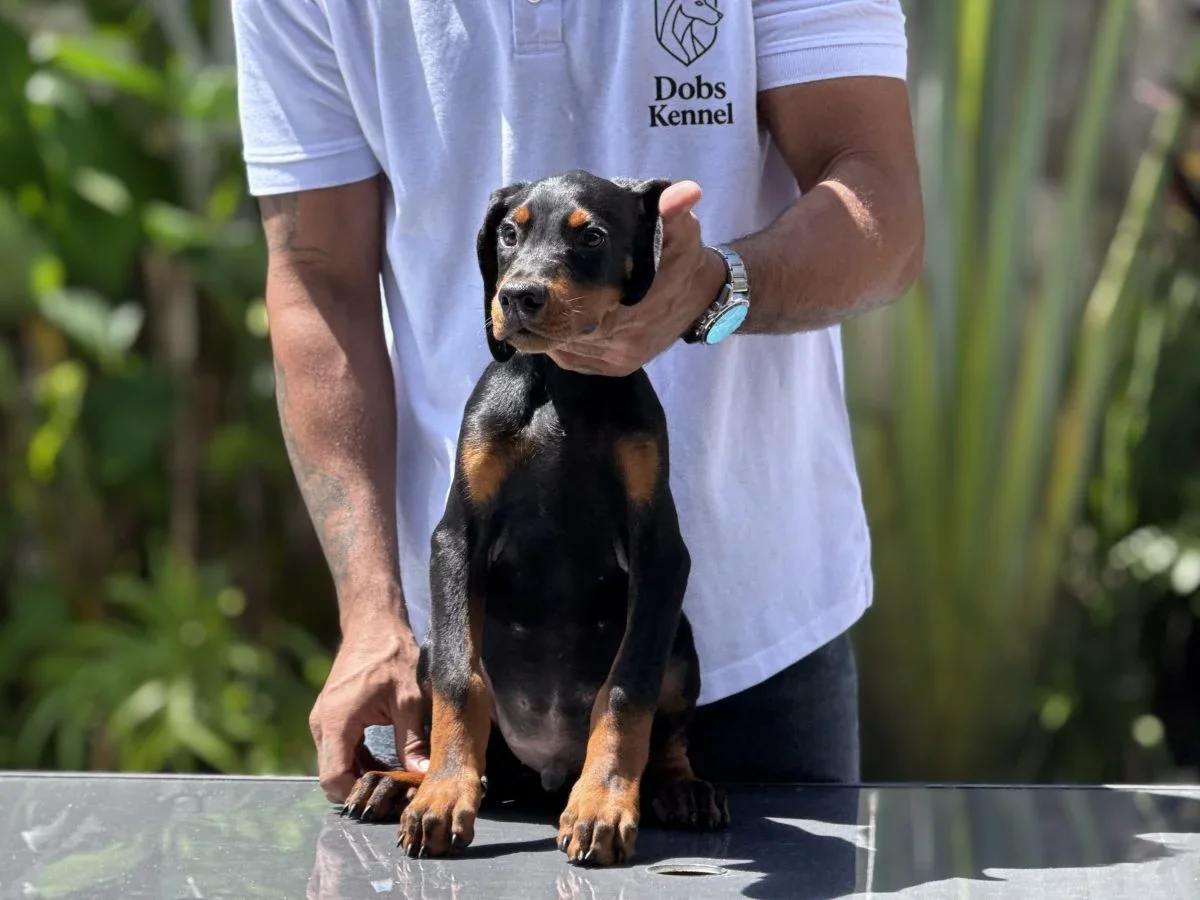 Filhote de Doberman Klelp Doobs Kennel