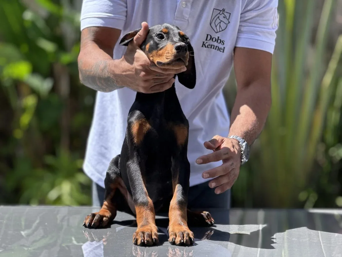 Klelp Doobs Kennel — foto 3