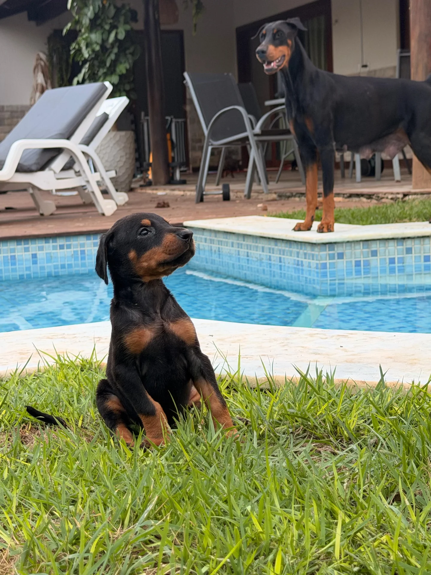 Crist Dobs Kennel — foto 2