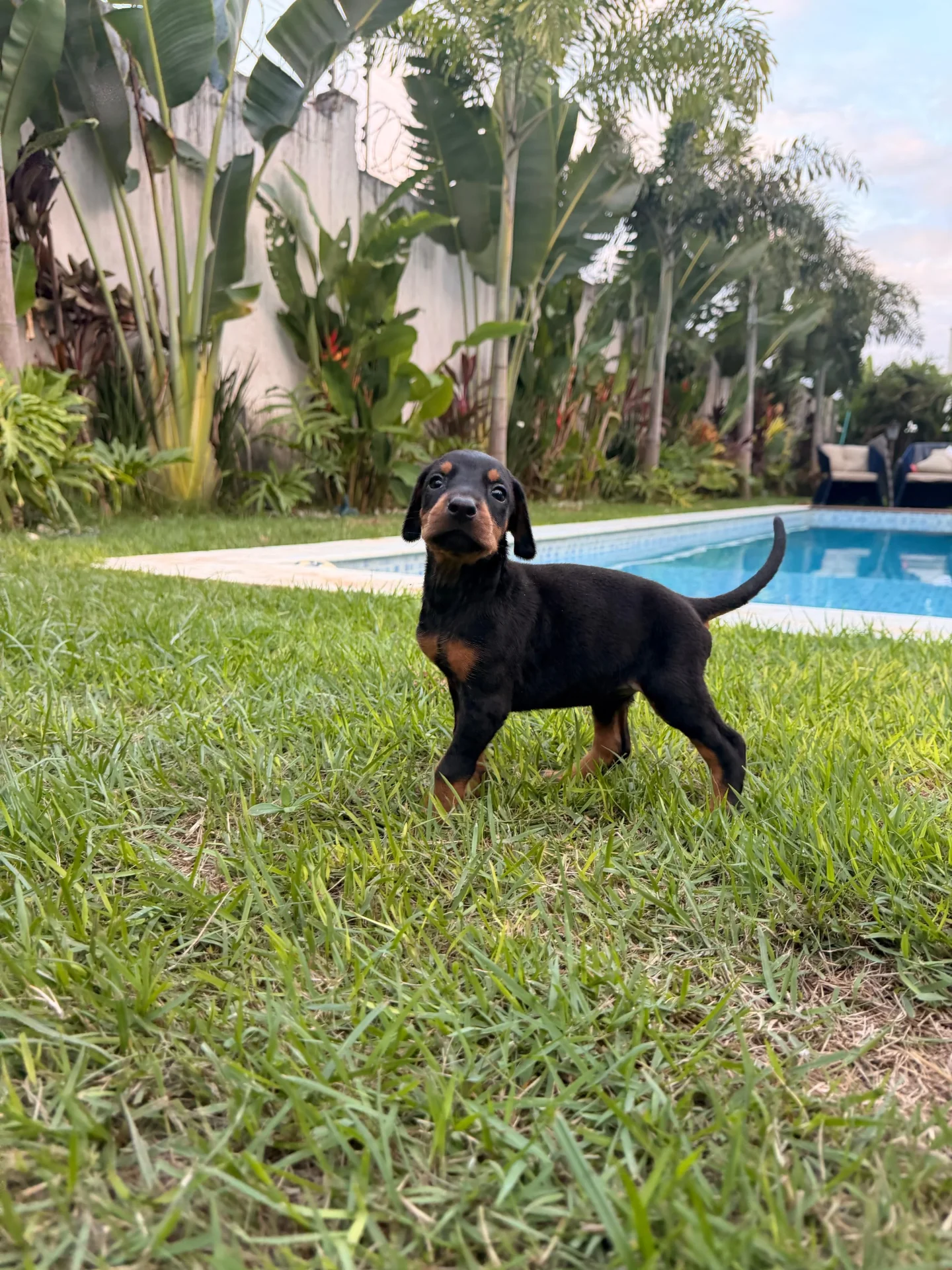 Crist Dobs Kennel — foto 3