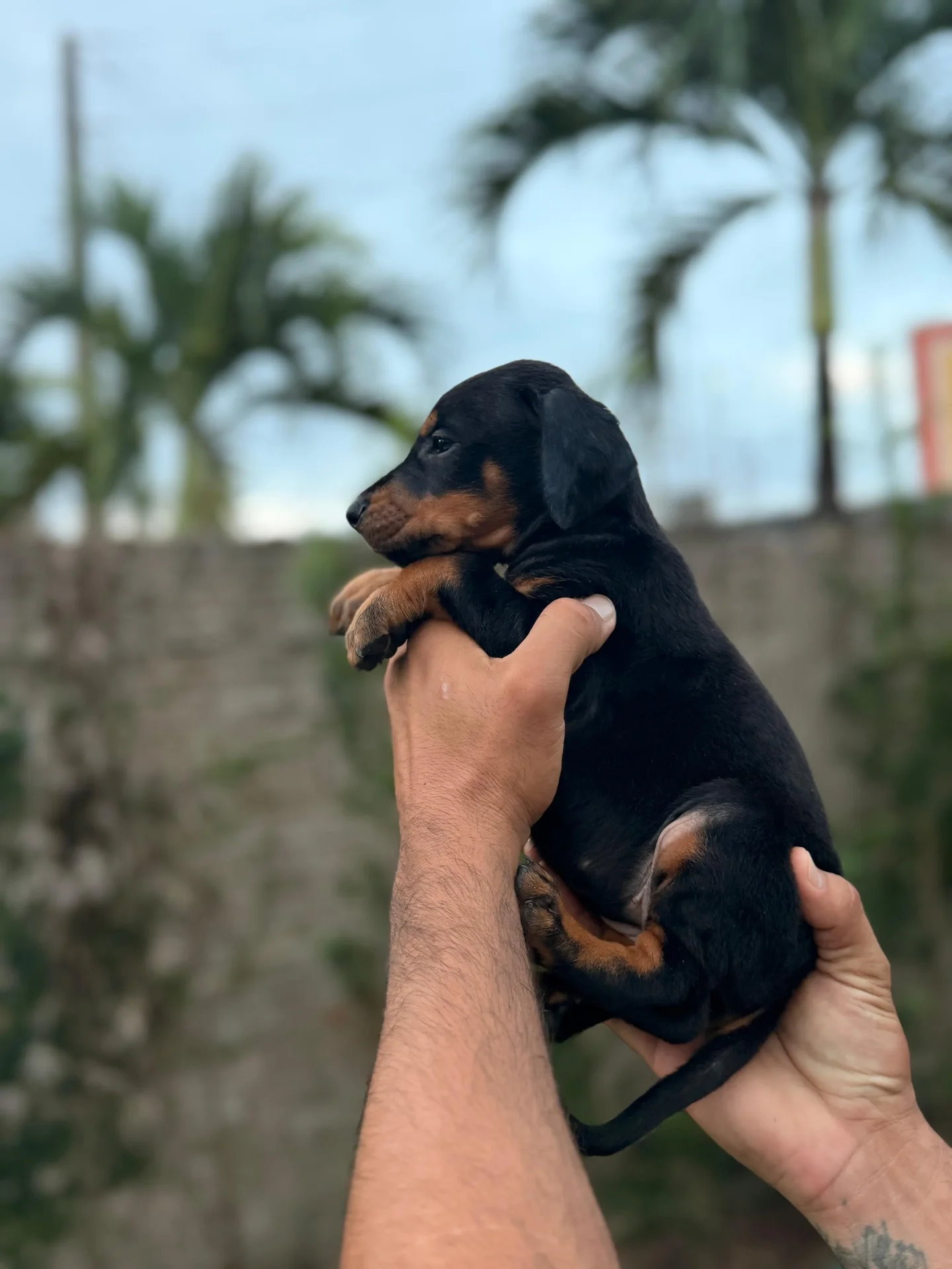 Crist Dobs Kennel — foto 4