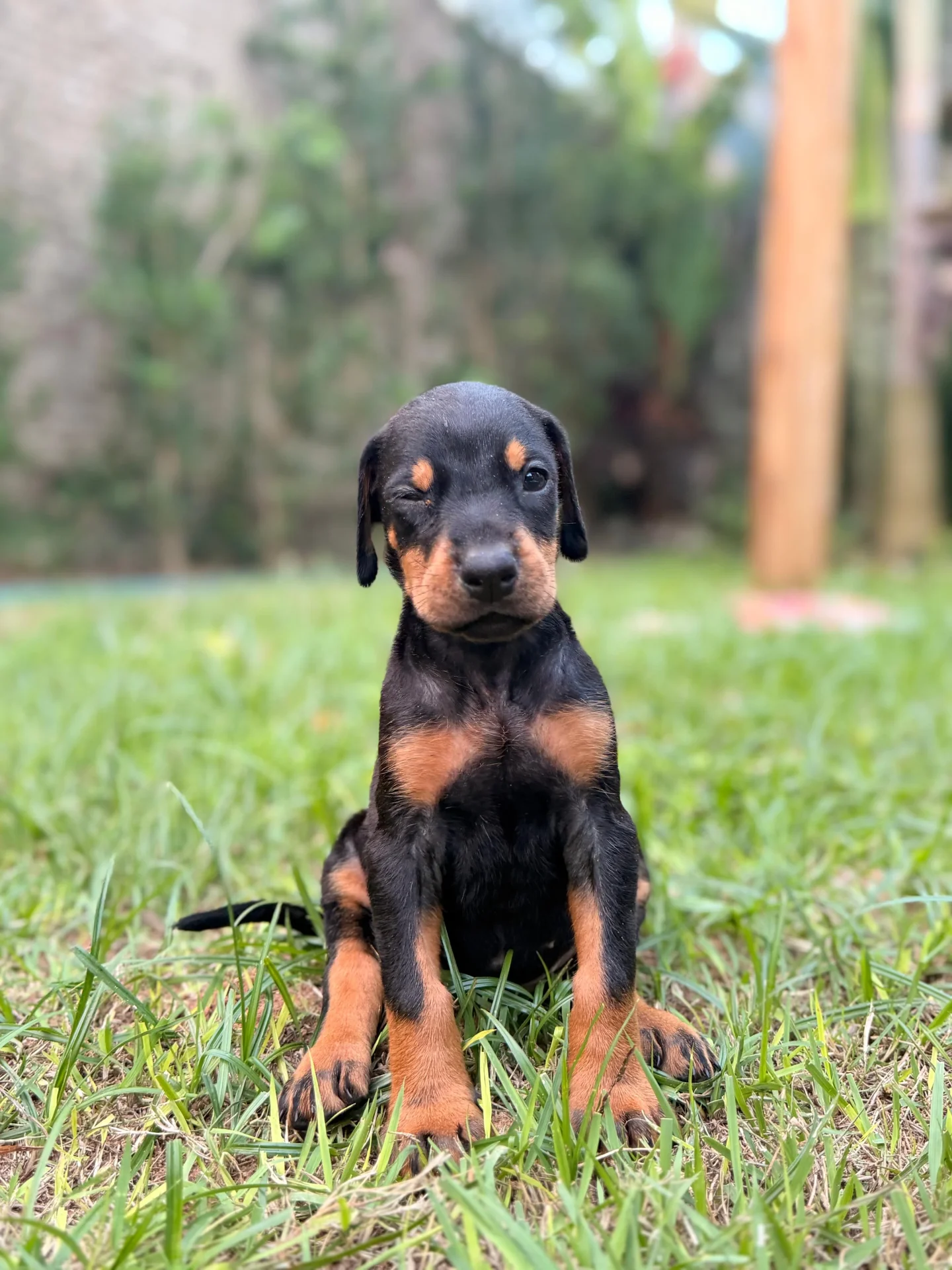 Crist Dobs Kennel — foto 6
