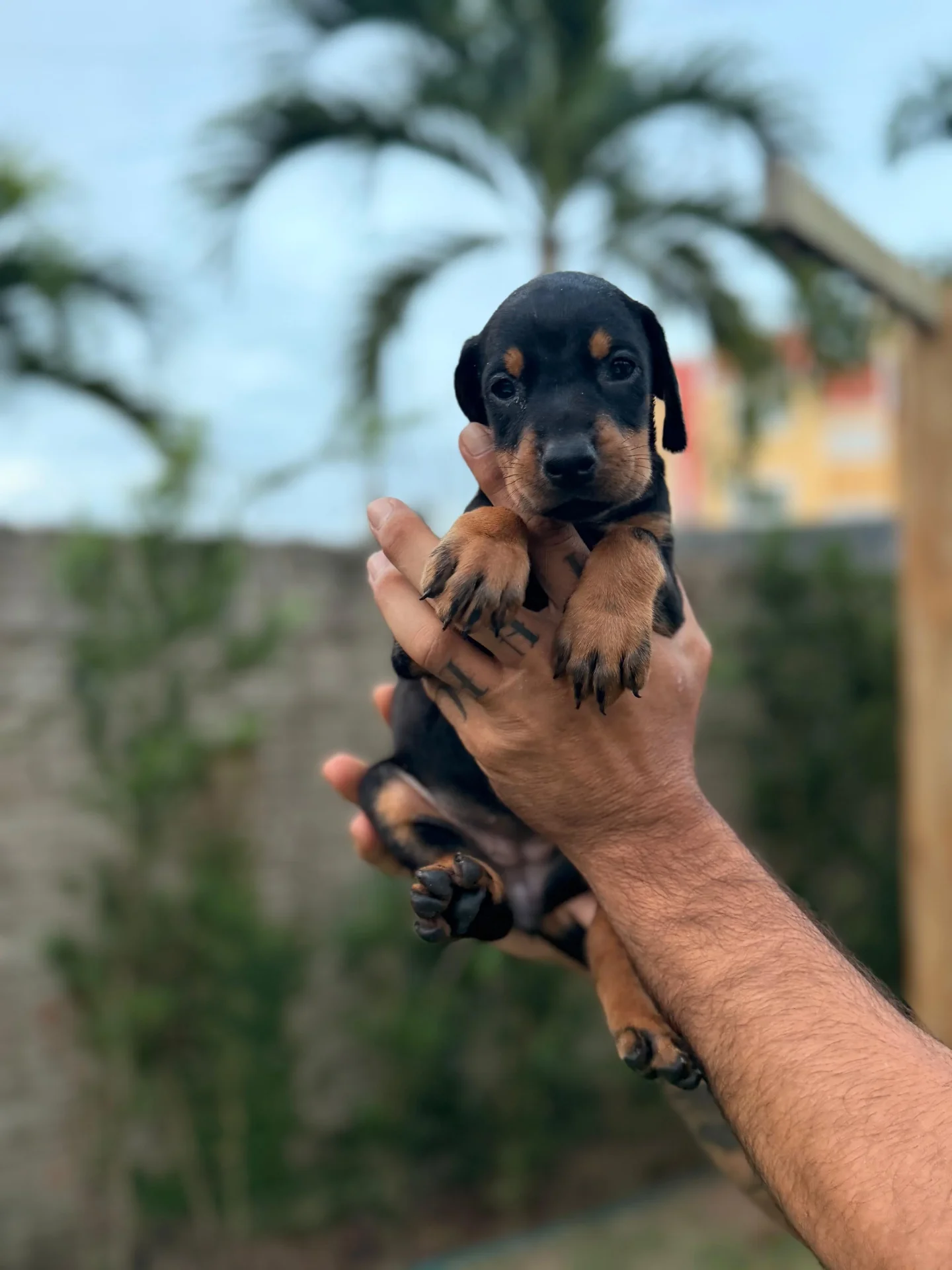 Filhote de Doberman Crist Dobs Kennel