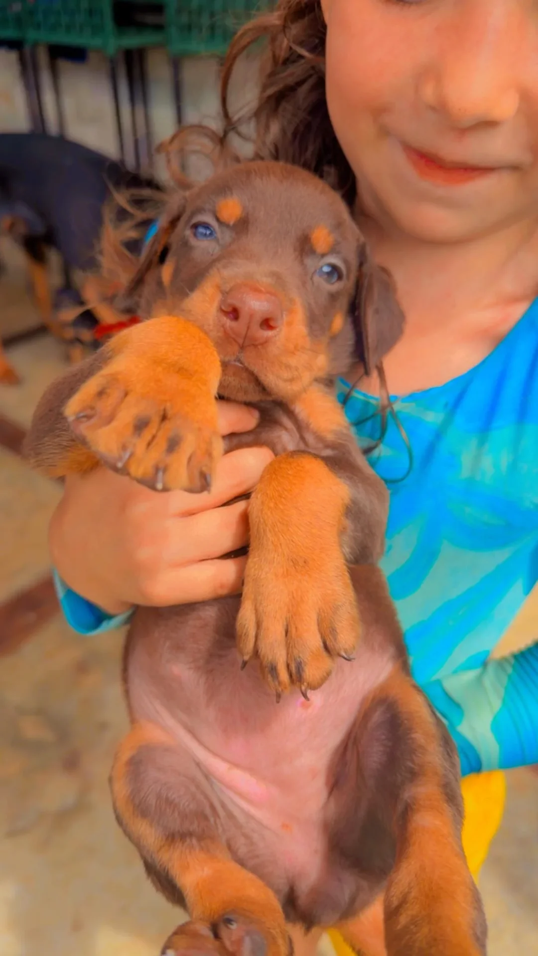 Frida Dobs Kennel — foto 10