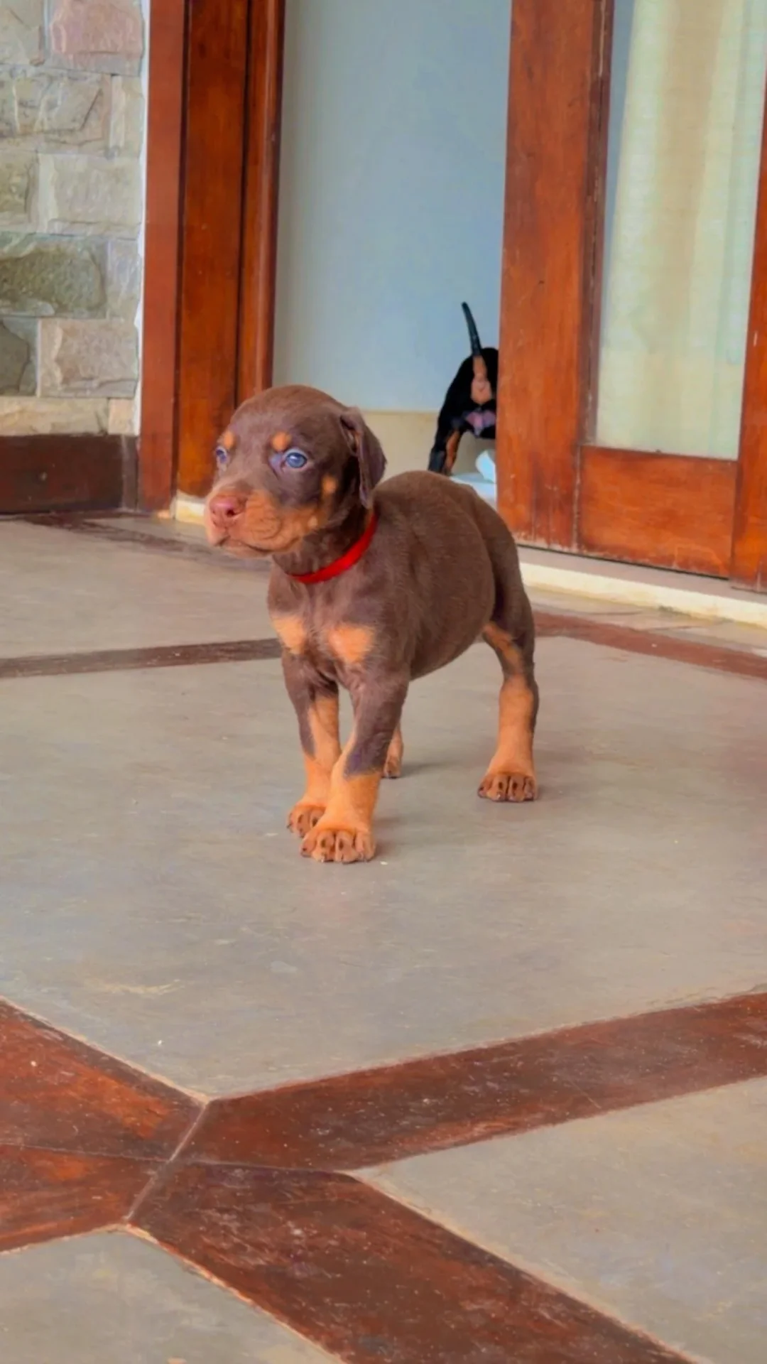 Frida Dobs Kennel — foto 11