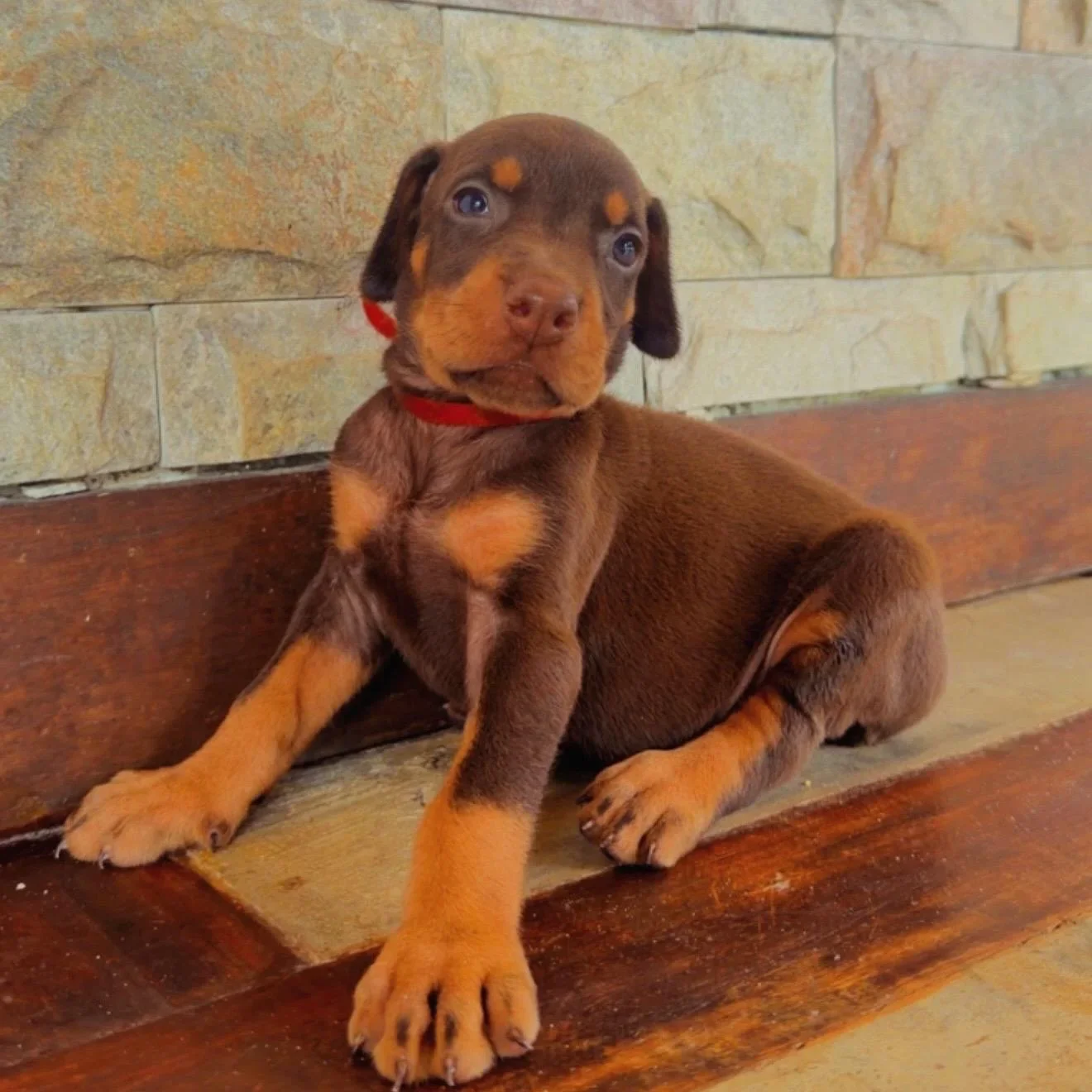 Frida Dobs Kennel — foto 3