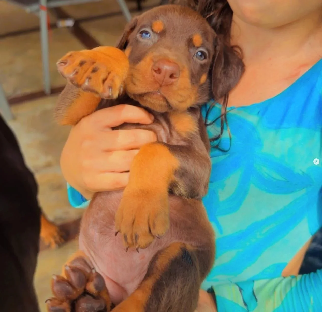 Filhote de Doberman Frida Dobs Kennel