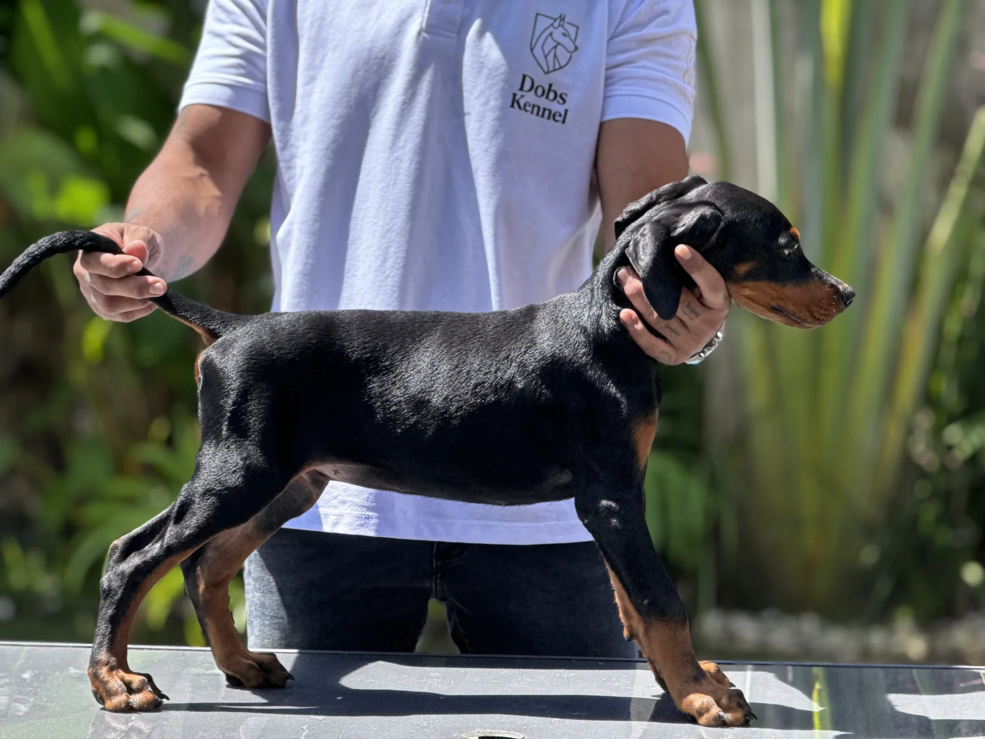 Zian Dobs Kennel — foto 4