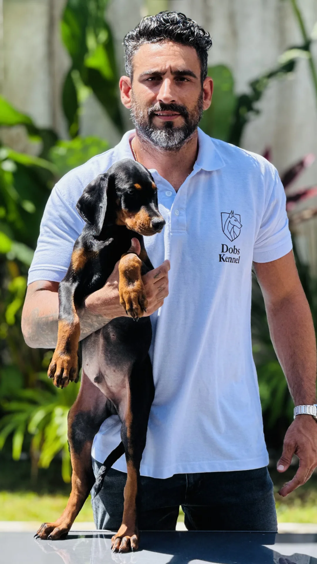 Filhote de Doberman Zian Dobs Kennel