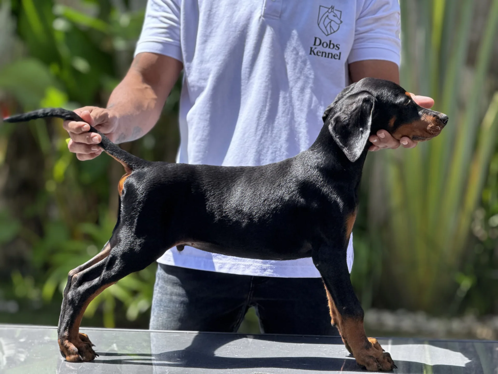 Zian Dobs Kennel — foto 2