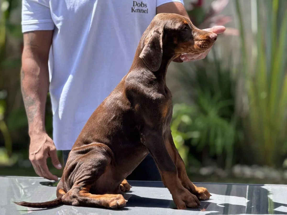 Draco Doobs Kennel — foto 12