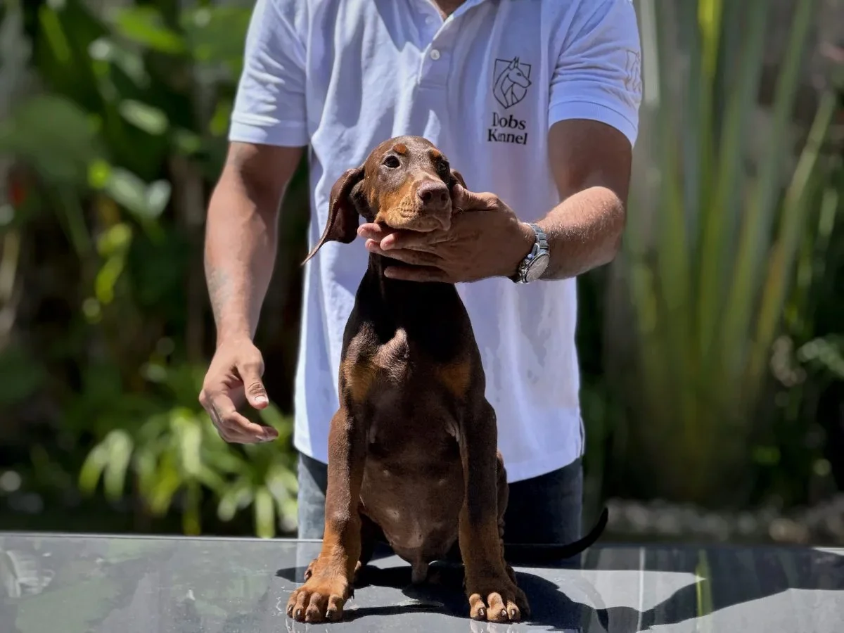 Filhote de Doberman Kratos Dobs Kennel