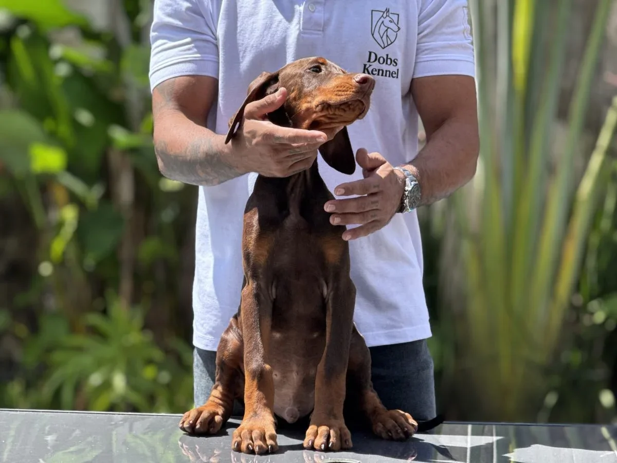 Draco Doobs Kennel — foto 5